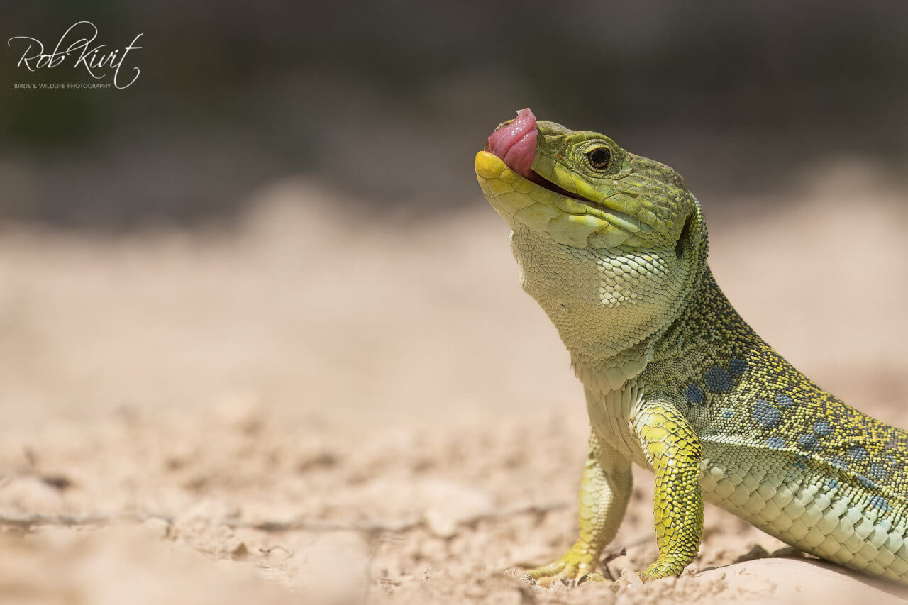 Dynamic Content Image